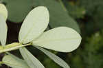 Sicklepod <BR>Coffeeweed